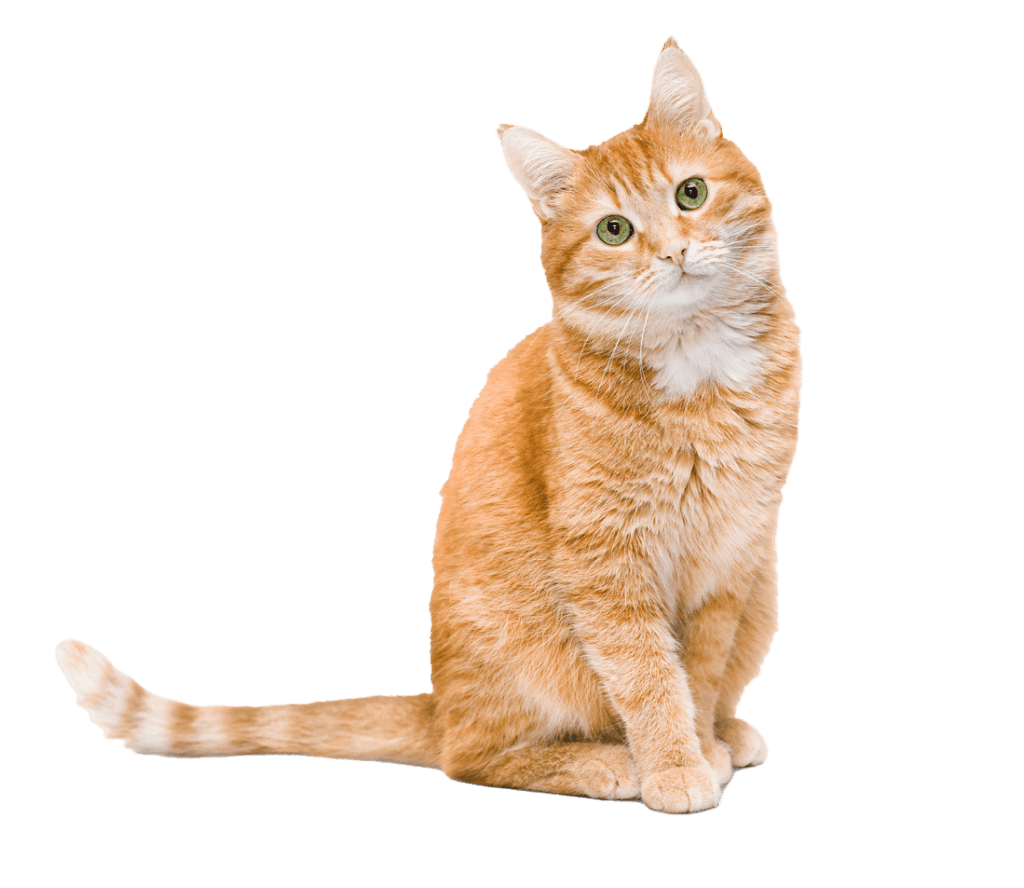 Original pet photo before AI transformation